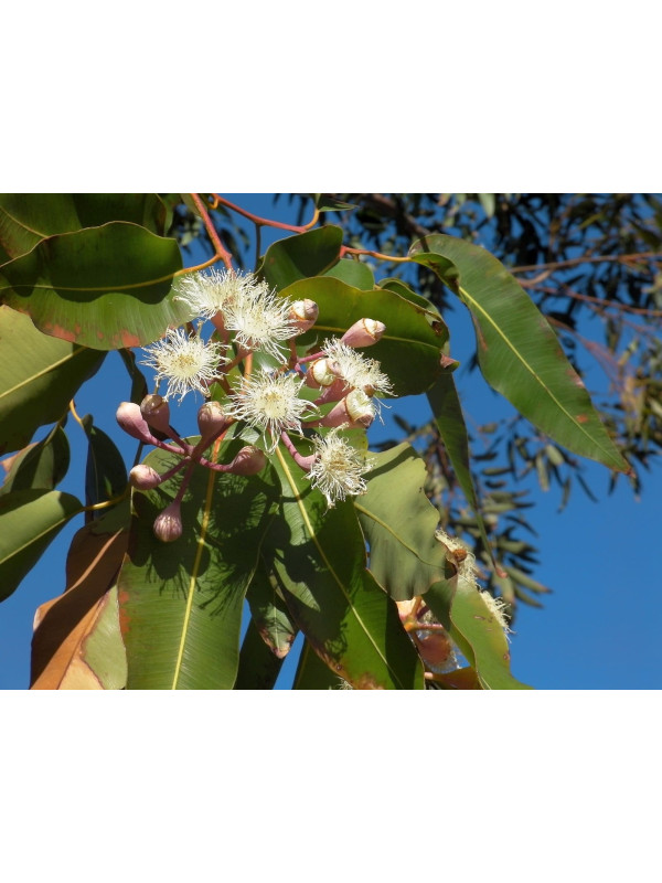 EUCALIPTO Eucalyptus globulus
