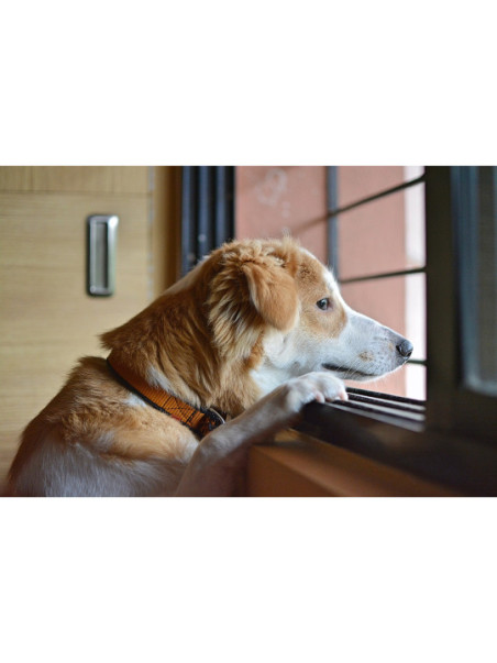 ANIMALES SEPARACIÓN