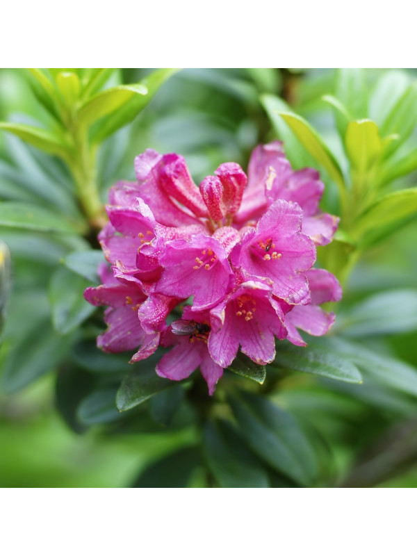 Rododendro