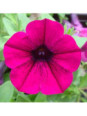 Petunia