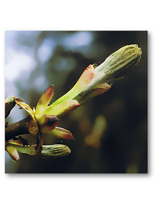 Chestnut Bud