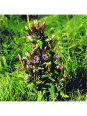 Gentian