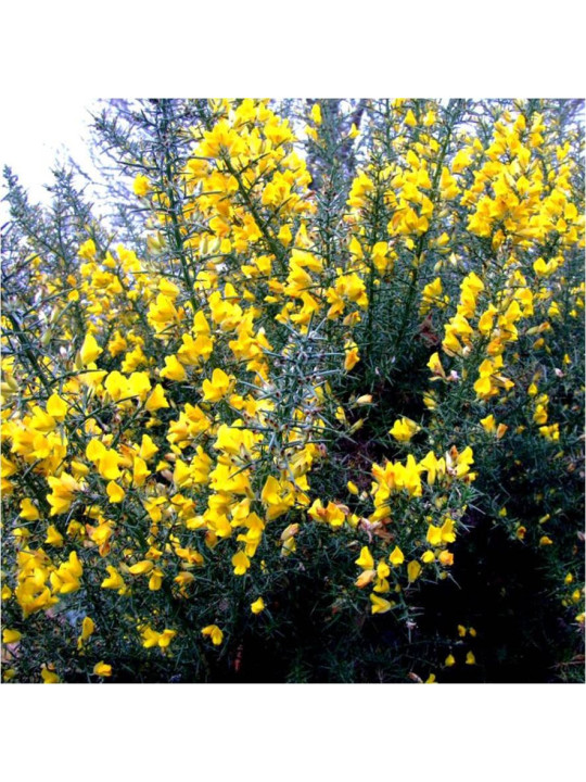 Gorse