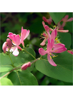 Honeysuckle