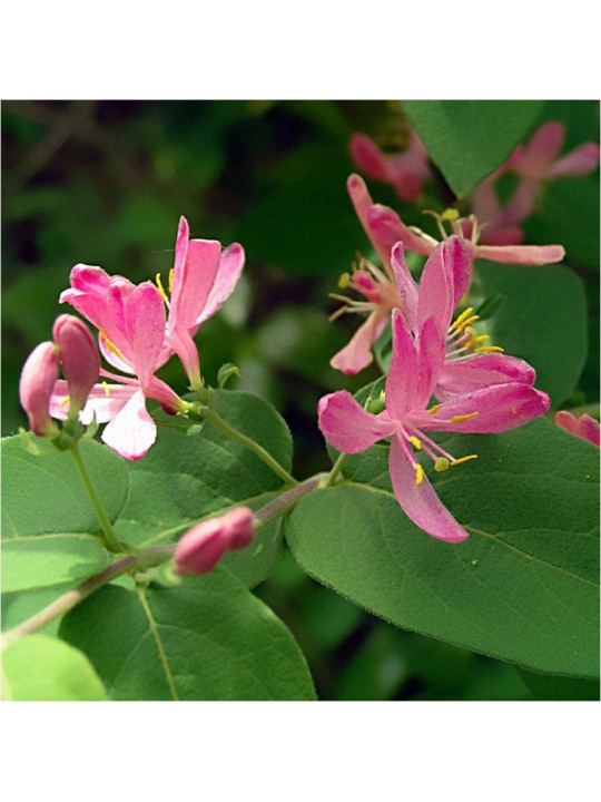 Honeysuckle