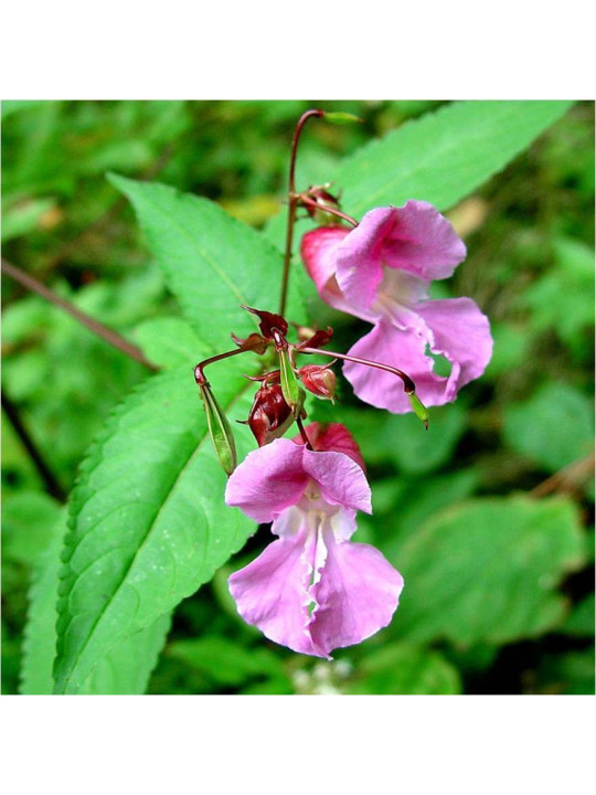 Impatiens