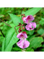 Impatiens