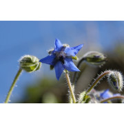 Nuevas Esencias Mediterráneas  Lotus Blanc